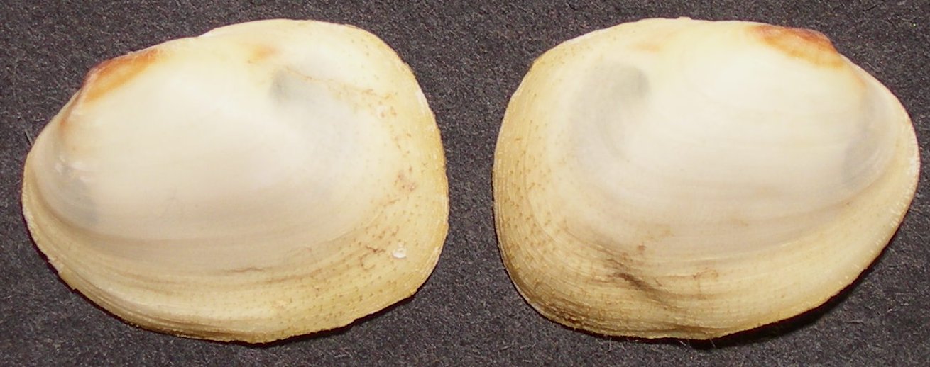 Coralliophaga lithopagella